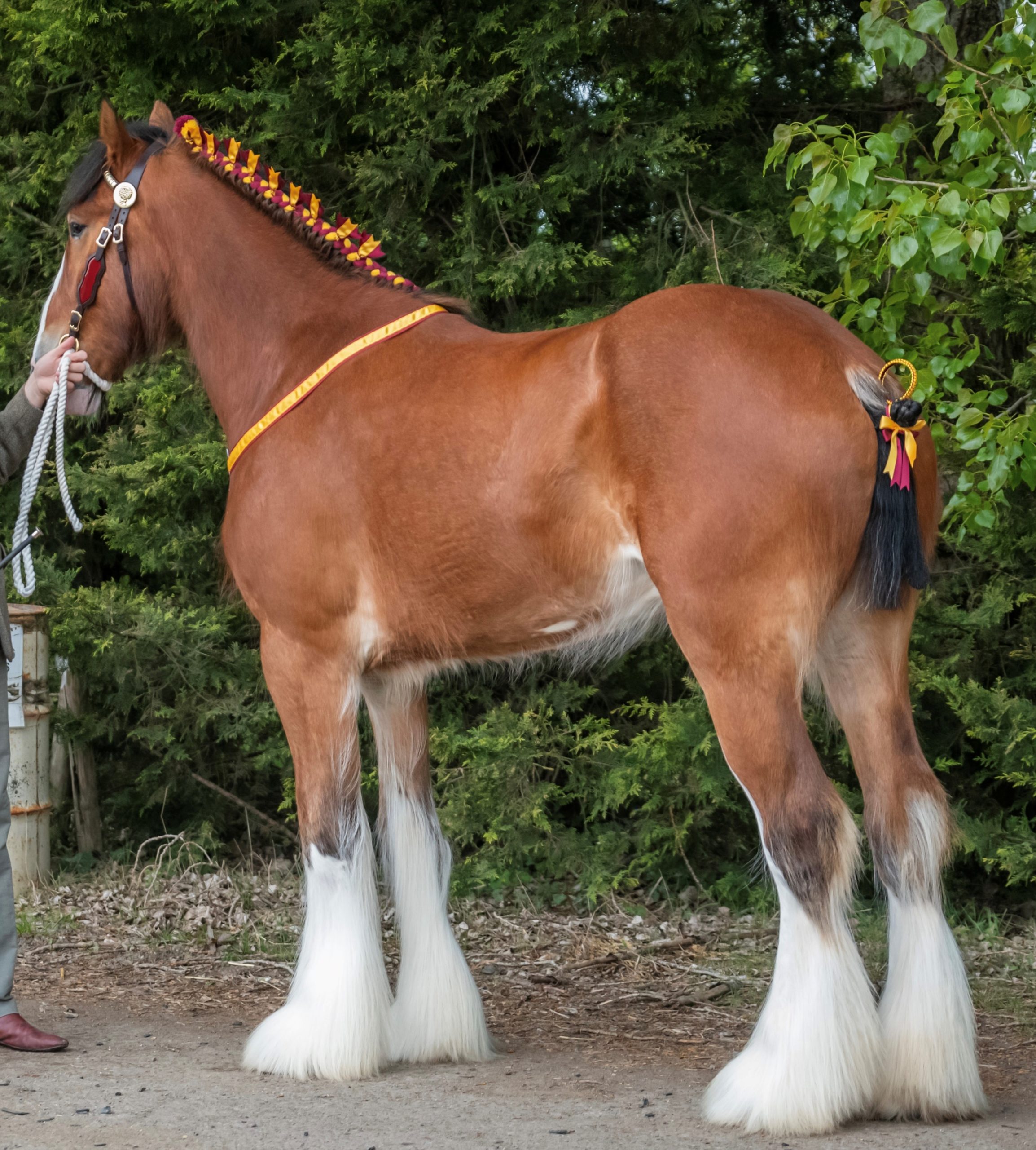 Hook Norton Brewery Shire Horse