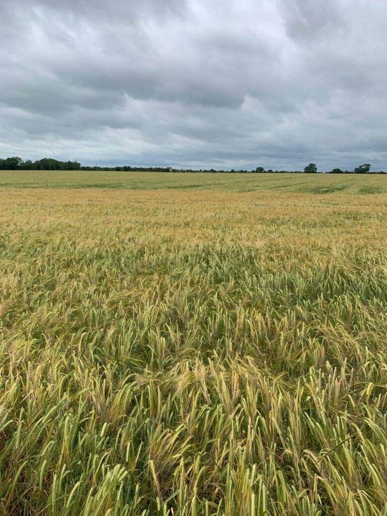 Maris Otter Day 2026-05