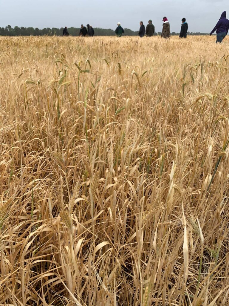 Maris Otter Day 2026-19