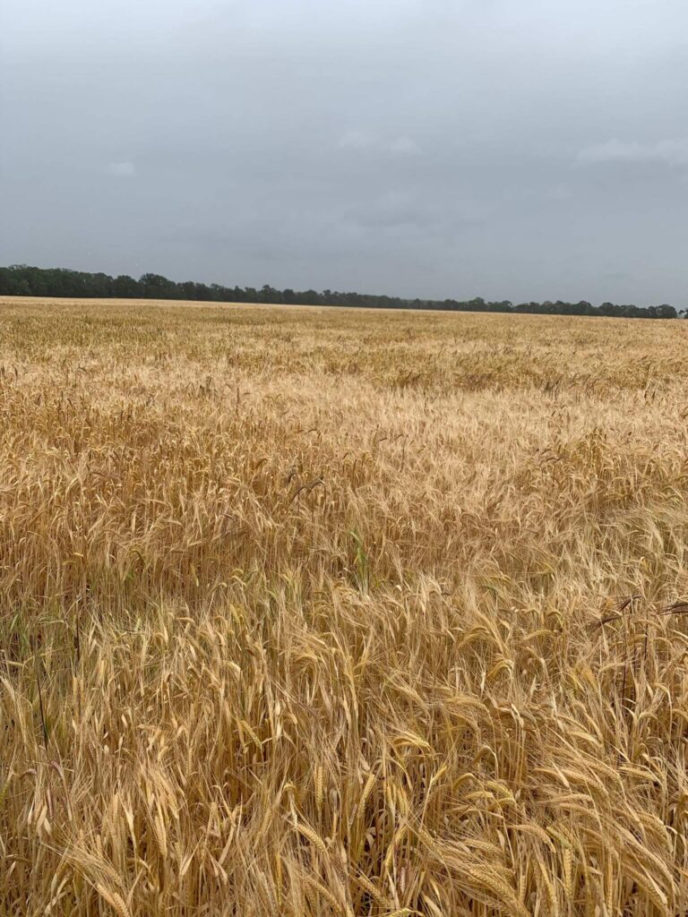 Maris Otter Day 2026-20