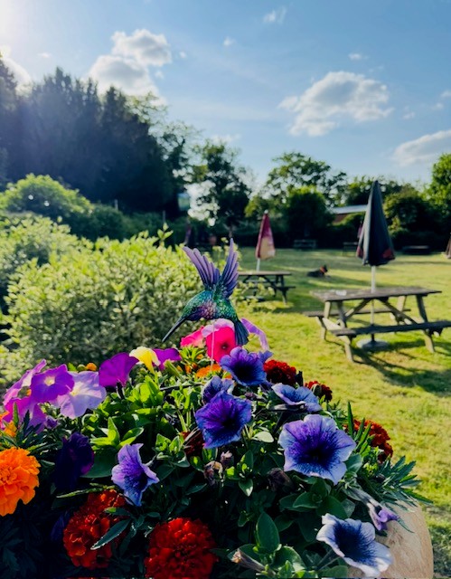 hare and hounds in wardington 9