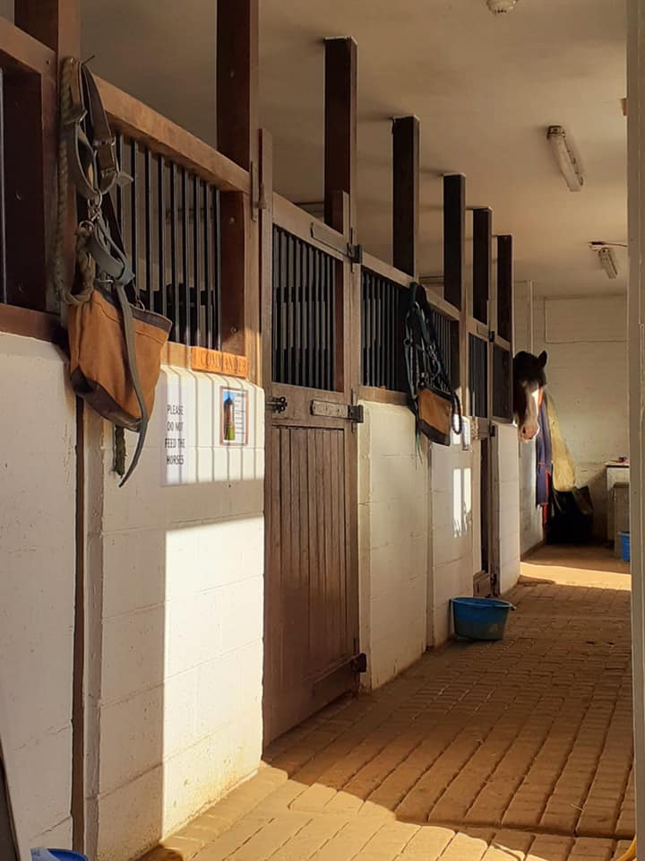 Shire Horse stables with Nelson